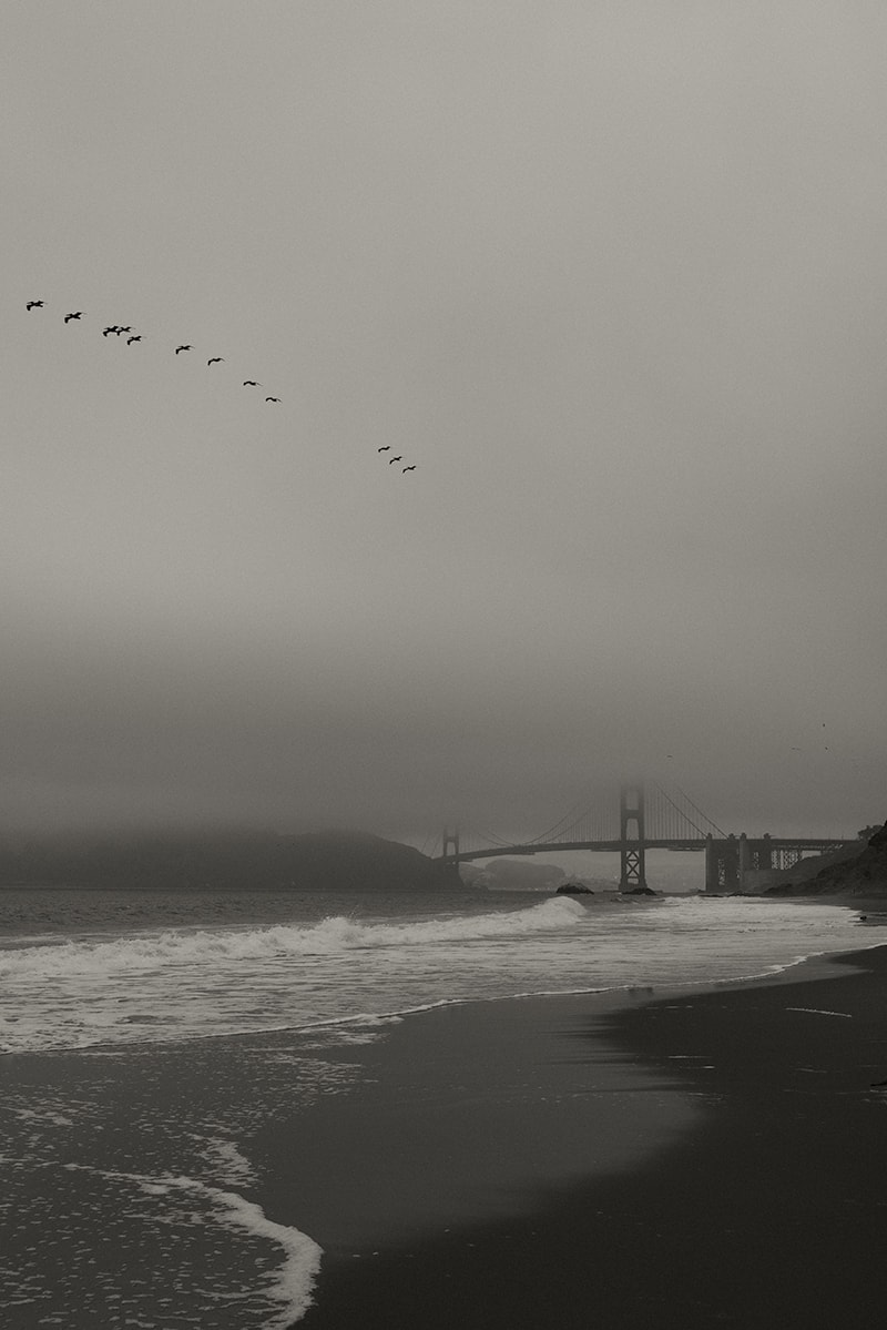 san francisco, golden gate bridge, fog, birds, black and white, photograph, beach